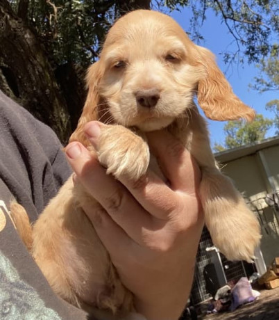english-cocker-spaniel-male-pups-parents-dna-tested-big-8