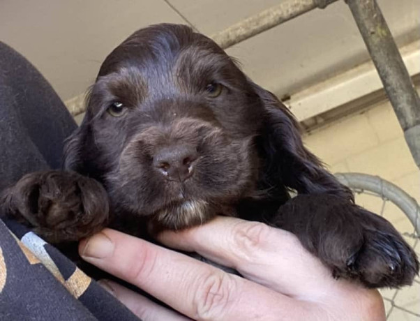 english-cocker-spaniel-male-pups-parents-dna-tested-big-4