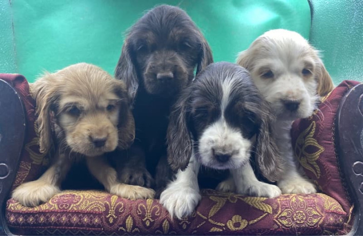 english-cocker-spaniel-male-pups-parents-dna-tested-big-0