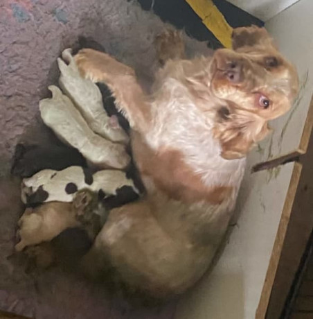 english-cocker-spaniel-male-pups-parents-dna-tested-big-6