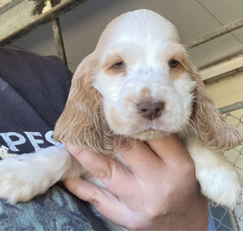 english-cocker-spaniel-male-pups-parents-dna-tested-big-1