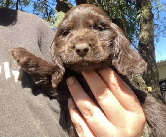 english-cocker-spaniel-male-pups-parents-dna-tested-big-2
