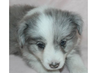 Registered purebred Blue Merle ANKC ready now