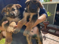 purebred-german-shepherd-puppies-small-4