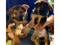 purebred-german-shepherd-puppies-small-2