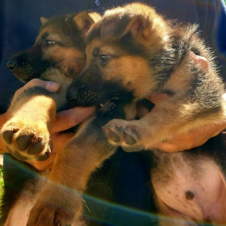 purebred-german-shepherd-puppies-big-1