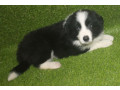 pedigree-registered-border-collie-pups-ready-now-small-4