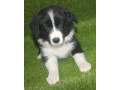 pedigree-registered-border-collie-pups-ready-now-small-3