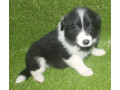 pedigree-registered-border-collie-pups-ready-now-small-2