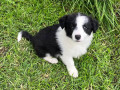 pedigree-registered-border-collie-pups-ready-now-small-1