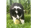 pedigree-registered-border-collie-pups-ready-now-small-0