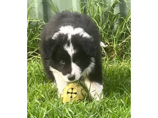 Pedigree registered Border Collie pups ready now