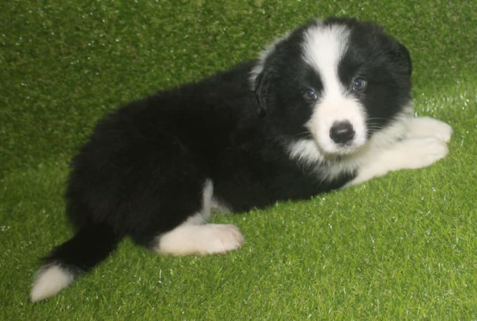 pedigree-registered-border-collie-pups-ready-now-big-4