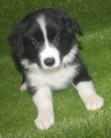 pedigree-registered-border-collie-pups-ready-now-big-3