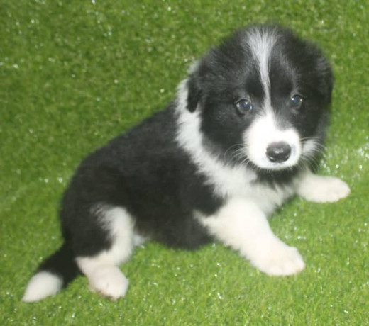 pedigree-registered-border-collie-pups-ready-now-big-2