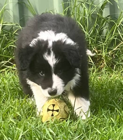 pedigree-registered-border-collie-pups-ready-now-big-0