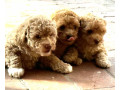 toy-poodle-puppies-ready-now-two-left-small-3