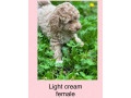 toy-poodle-puppies-ready-now-two-left-small-2