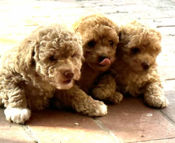 toy-poodle-puppies-ready-now-two-left-big-3