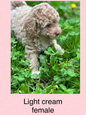 toy-poodle-puppies-ready-now-two-left-big-2