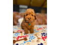pure-bred-toy-poodle-puppies-dna-tested-small-3