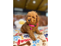 pure-bred-toy-poodle-puppies-dna-tested-small-2