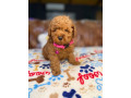 pure-bred-toy-poodle-puppies-dna-tested-small-0