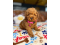 pure-bred-toy-poodle-puppies-dna-tested-small-1