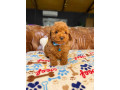 pure-bred-toy-poodle-puppies-dna-tested-small-4