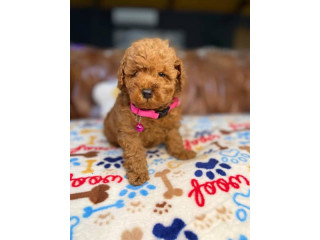 Pure Bred Toy Poodle Puppies!! DNA Tested!!