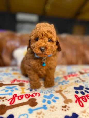 pure-bred-toy-poodle-puppies-dna-tested-big-3
