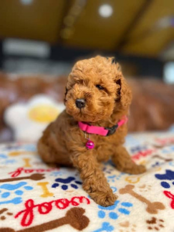pure-bred-toy-poodle-puppies-dna-tested-big-2