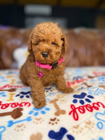 pure-bred-toy-poodle-puppies-dna-tested-big-0