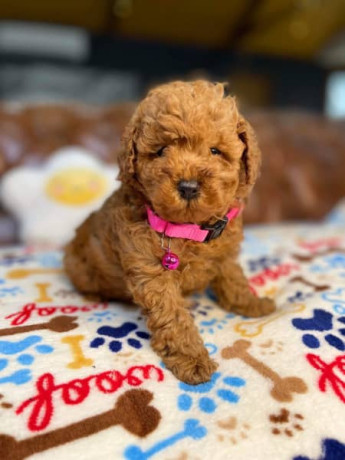 pure-bred-toy-poodle-puppies-dna-tested-big-1