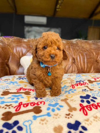 pure-bred-toy-poodle-puppies-dna-tested-big-4