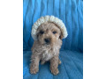 tiny-toy-cavoodle-puppies-small-4