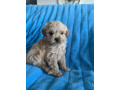 tiny-toy-cavoodle-puppies-small-2