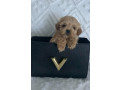 tiny-toy-cavoodle-puppies-small-1