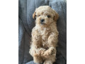 tiny-toy-cavoodle-puppies-small-8