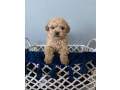 tiny-toy-cavoodle-puppies-small-0