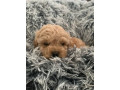 tiny-toy-cavoodle-puppies-small-5