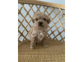 tiny-toy-cavoodle-puppies-small-3