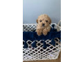 tiny-toy-cavoodle-puppies-small-7