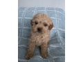 tiny-toy-cavoodle-puppies-small-9