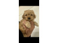 tiny-toy-cavoodle-puppies-small-6