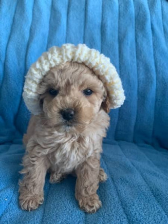 tiny-toy-cavoodle-puppies-big-4