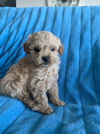 tiny-toy-cavoodle-puppies-big-2