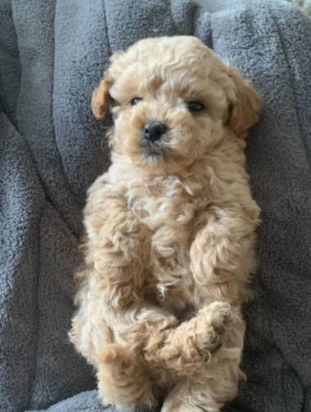 tiny-toy-cavoodle-puppies-big-8