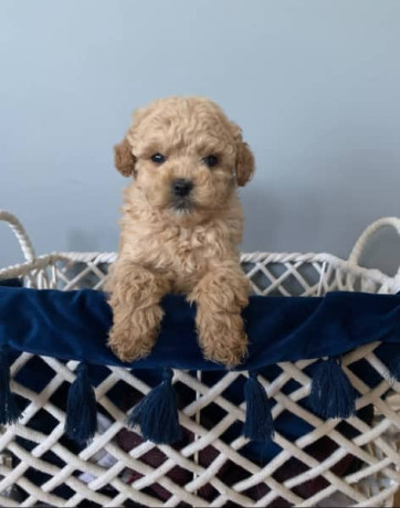 tiny-toy-cavoodle-puppies-big-0