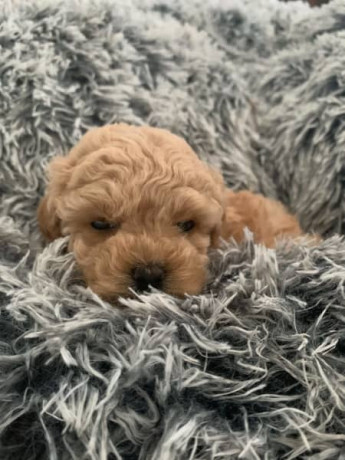 tiny-toy-cavoodle-puppies-big-5